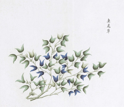 鱼尾草中草药国画素材插画