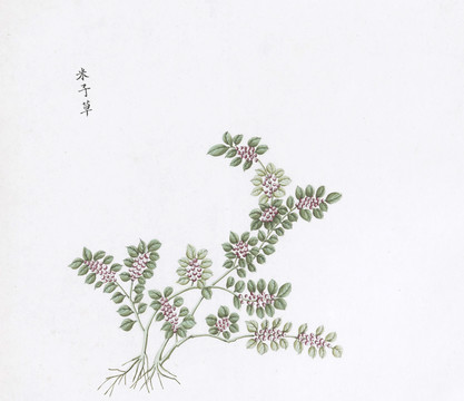 米子草中草药国画素材插画