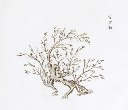 狗骨树中草药国画素材插画