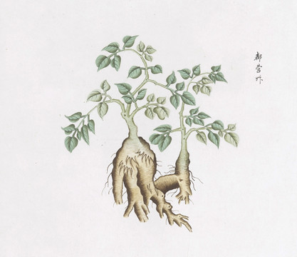 都營草中草藥國畫素材插畫