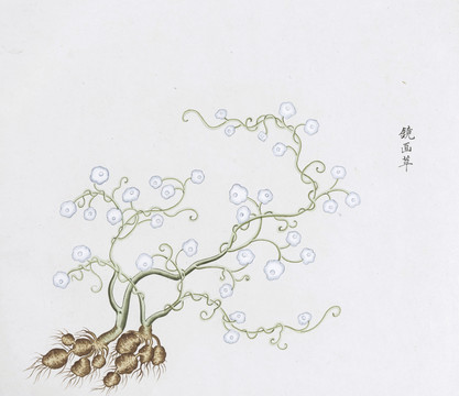 镜画草中草药国画素材插画