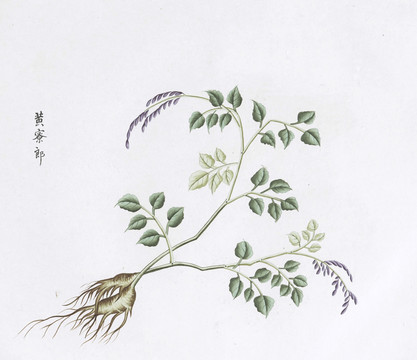 黄寮郎中草药国画素材插画