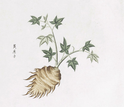 黄药子中草药国画素材插画