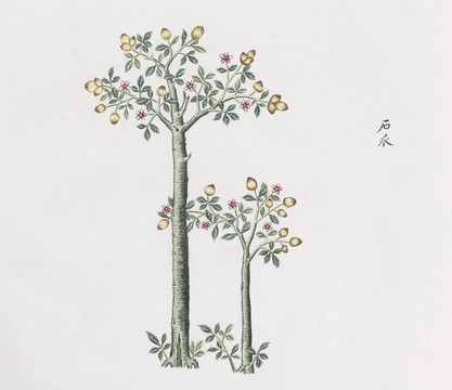 石瓜中草藥國畫素材插畫