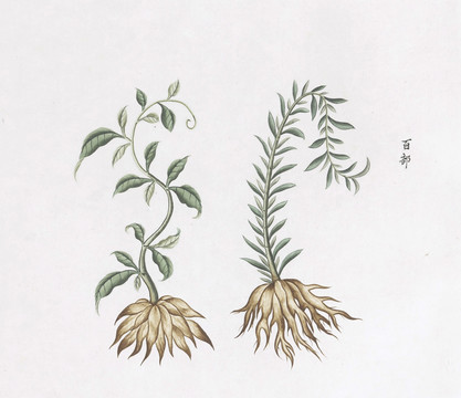 百部中草藥國畫素材插畫