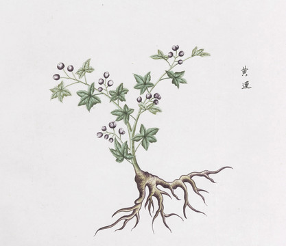 黃連中草藥國畫素材插畫