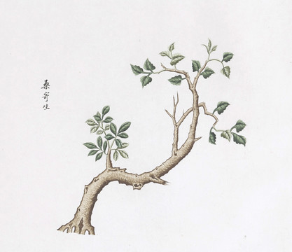 桑寄生中草藥國畫素材插畫國畫