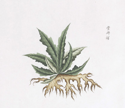 骨碎補(bǔ)中草藥國(guó)畫素材插畫國(guó)畫