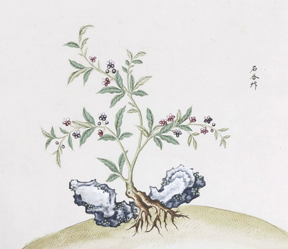 石合草中草药国画素材插画国画