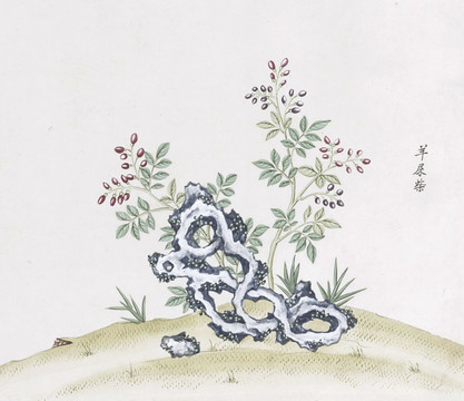 羊屎柴中草药国画素材插画国画