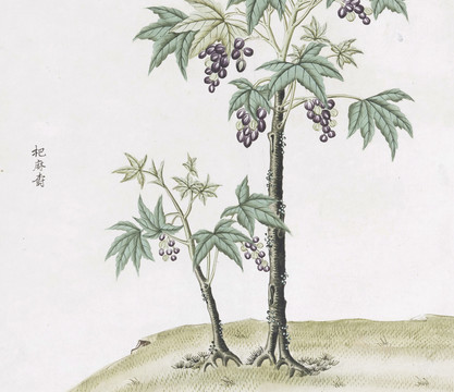 杷麻樹中草藥國畫素材插畫國畫