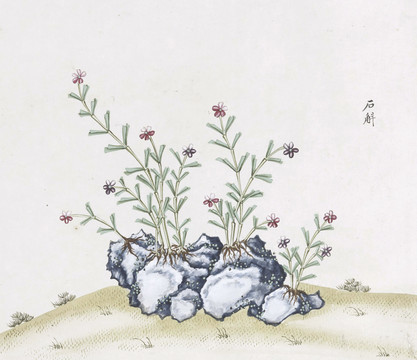 石斛中草藥國畫素材插畫國畫