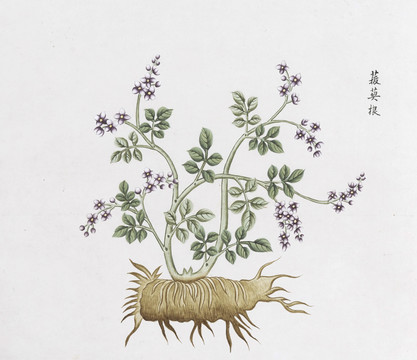 菝葜中草药国画素材插画国画