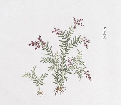 白芷草中草药国画素材插画国画