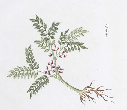 紫金牛中草药国画素材插画国画