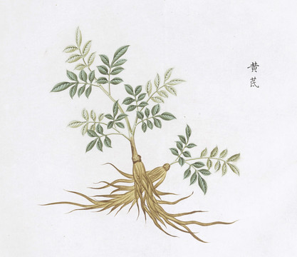 黄芪中草药国画素材插画国画