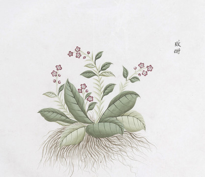 败酱草中草药国画素材插画国画