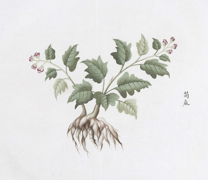 莔麻中草药国画素材插画国画