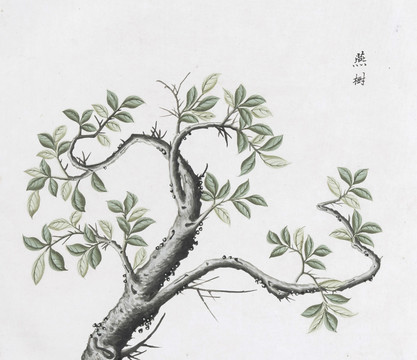 燕树中草药国画素材插画国画