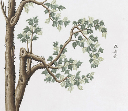 鸡桑树中草药国画素材插画国画