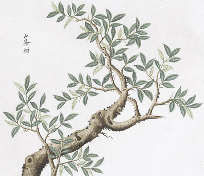 山茶树中草药国画素材插画国画