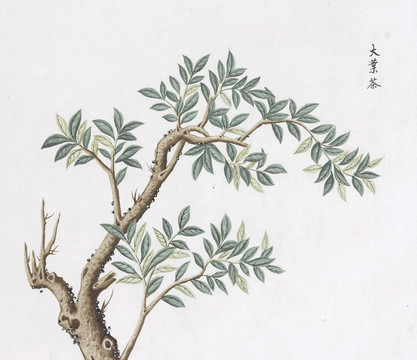 大葉茶中草藥國畫素材插畫國畫