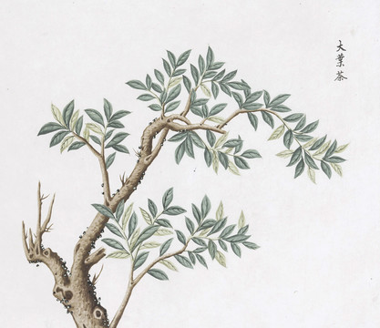 大叶茶中草药国画素材插画国画