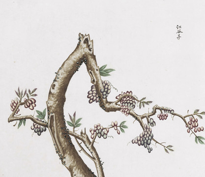 江谷子中草藥國畫素材插畫國畫