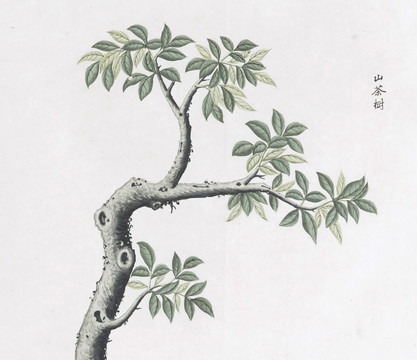山茶樹中草藥國畫素材插畫國畫