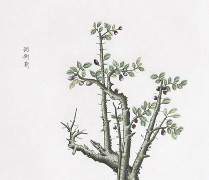 酒饼靳中草药国画素材插画国画