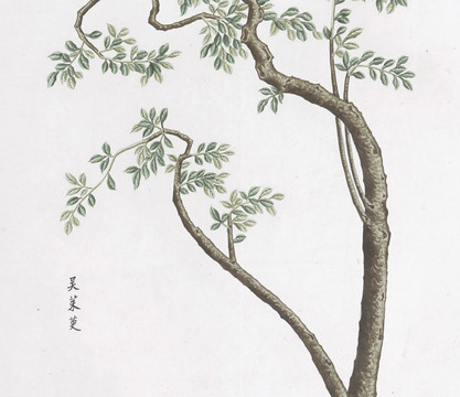 吴茱莄中草药国画素材插画国画