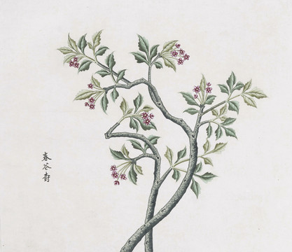 春蒼樹中草藥國畫素材插畫國畫
