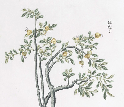 地捻子中草藥國畫素材插畫國畫