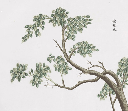 放枝木中草藥國(guó)畫素材插畫國(guó)畫