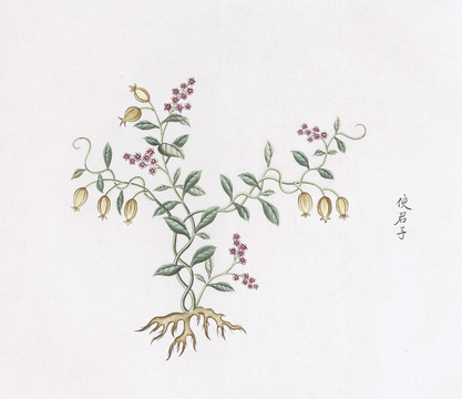 使君子中草藥國畫素材插畫國畫