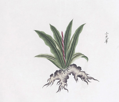 小見(jiàn)犀中草藥國(guó)畫素材插畫國(guó)畫
