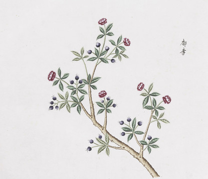 郁李中草藥國畫素材插畫國畫