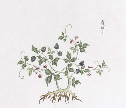 覆盆子中草药国画素材插画国画