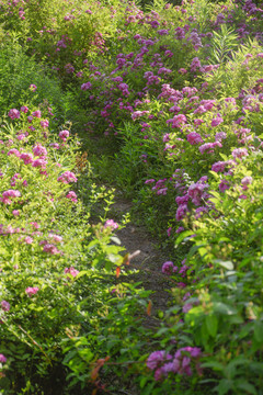 蔷薇花小路