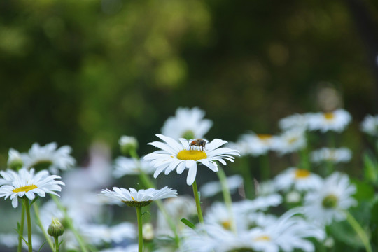 清新洋甘菊