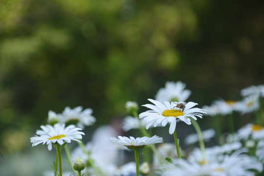 洋甘菊