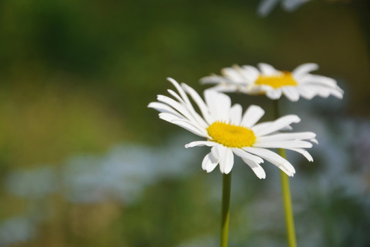 洋甘菊