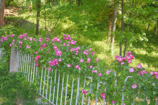 小清新蔷薇花场景