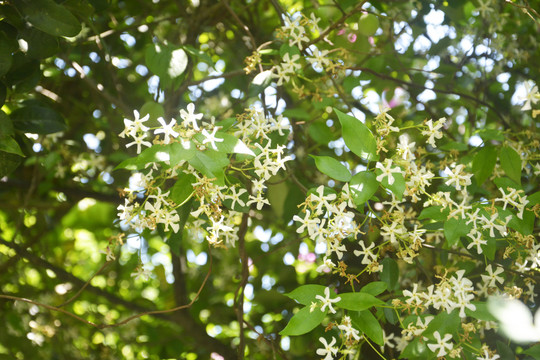 风车茉莉