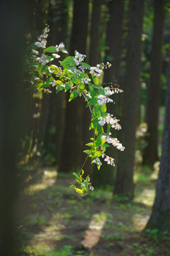 溲疏花枝