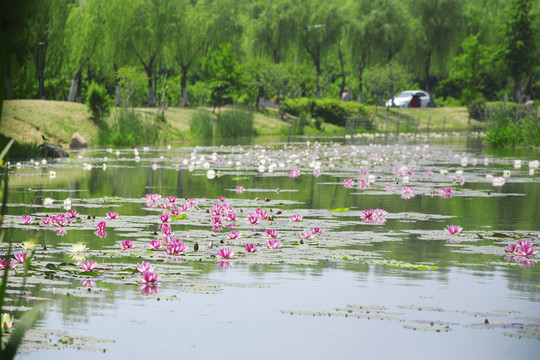 睡莲花开