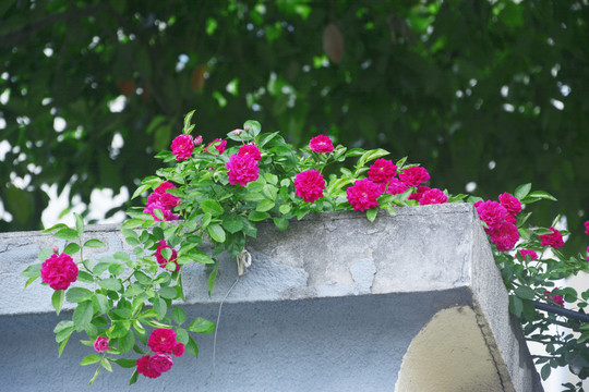 墙头的蔷薇花