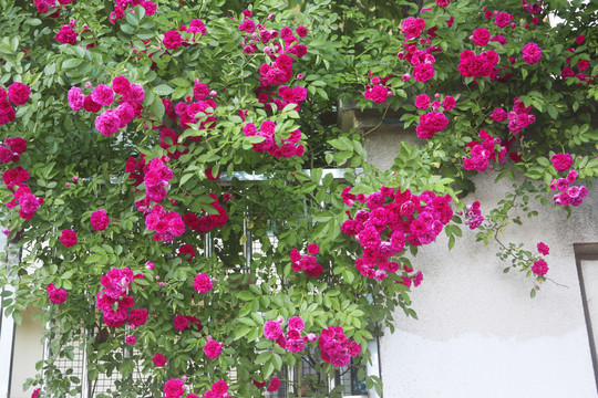 院墙外的蔷薇花