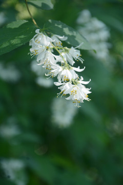 清新溲疏花