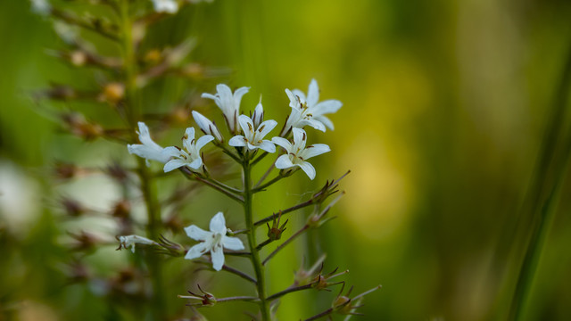 泽珍珠菜